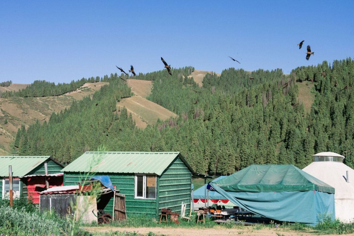 Cabane en bois ou yourte : quelle option choisir